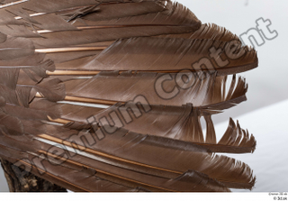 Western capercaillie back feathers wings 0001.jpg